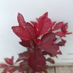 Okrasná slivka (Prunus × cistena) - výška 30-40 cm, kont. C3L